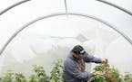 Entomology researcher Eric Burkness checked raspberry plants growing in a hoop house for signs of spotted wing drosophila Tuesday. ] ANTHONY SOUFFLE &