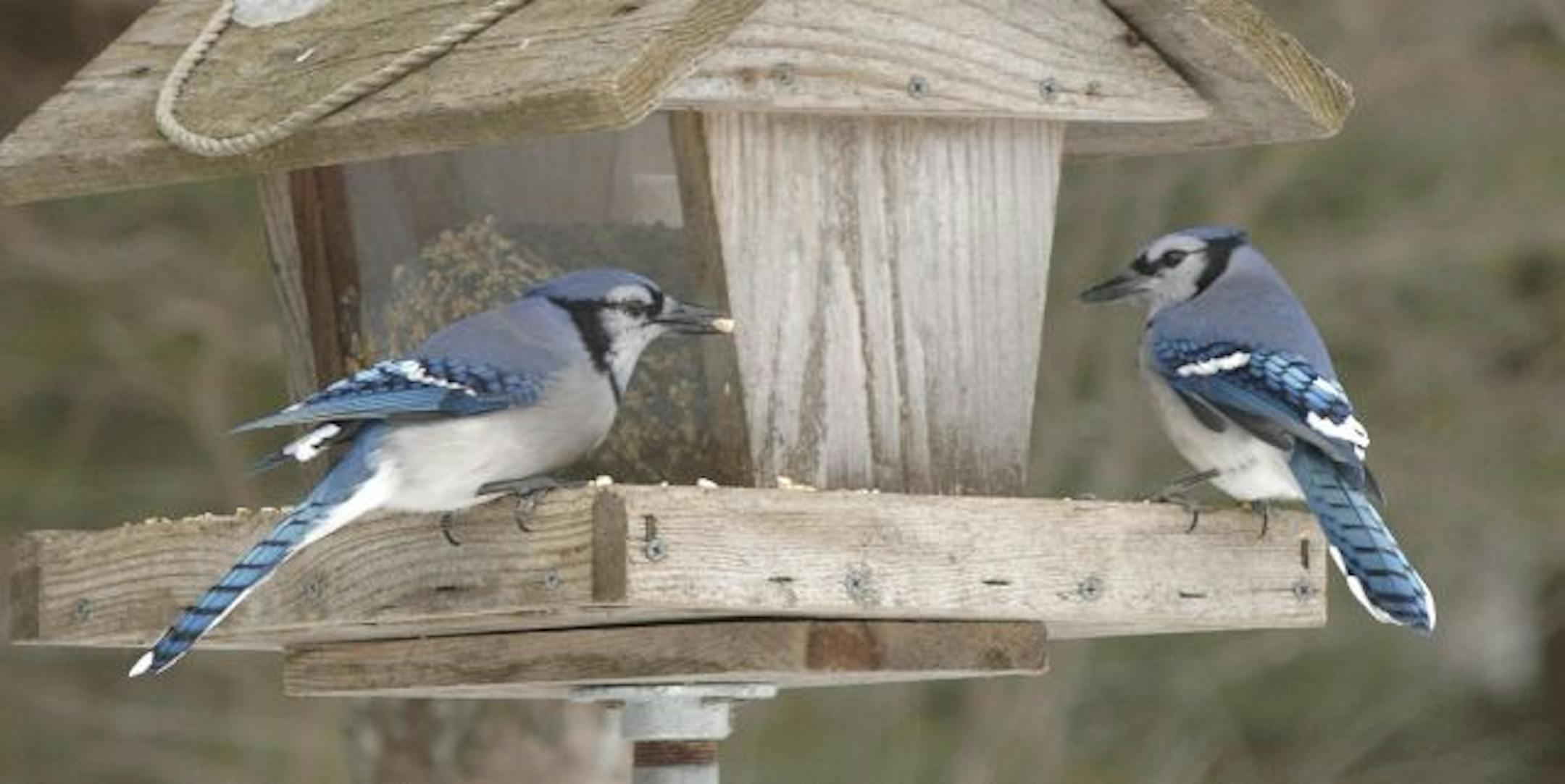 Two blue jays visit a feeder