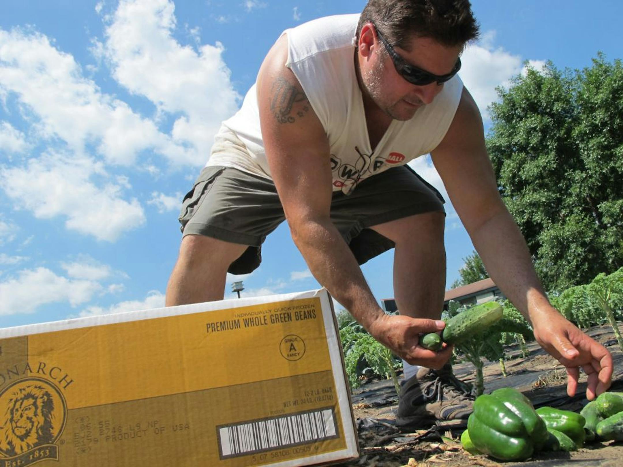MG_4003: William Wood harvests cucumbers and peppers at the Minnesota Teen Challenge garden at International Outreach Church in Burnsville. He is among a group of Minnesota Teen Challenge participants recovering from drug or alcohol addiction who tend the garden each week. The fresh produce they gather goes back to Minnesota Teen Challenge where it is served to residents.