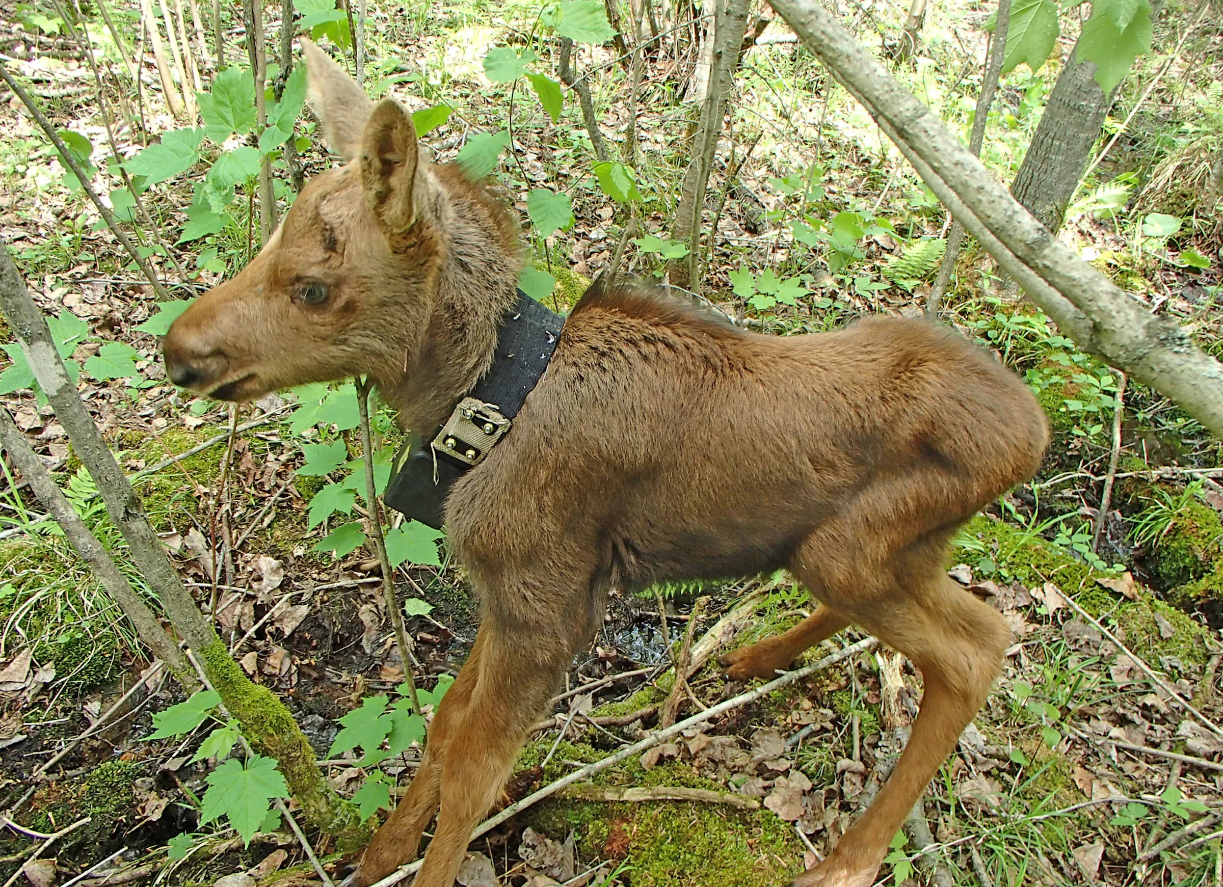Are wolves to blame for fewer Minnesota moose?