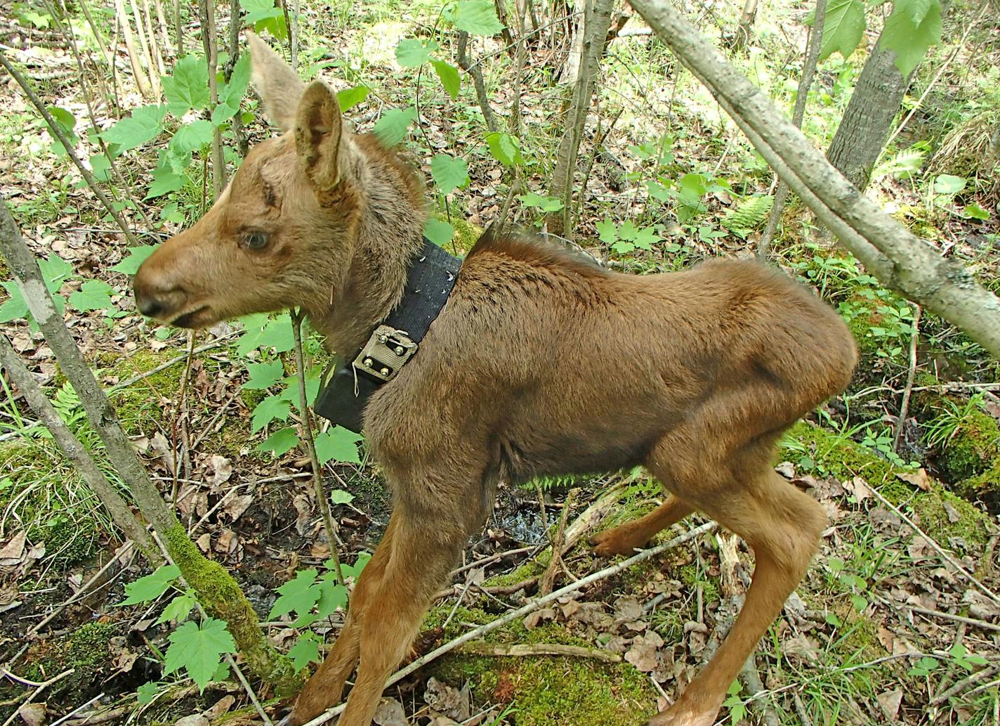 This May 2014 photo provided by the Minnesota Department of Natural Resources, shows a days-old moose calf fitted with an collar that expands as the animal grows taken near Isabella, Minn. Wildlife biologists trying to find answers about northeastern Minnesota&#x221a;&#x2260;s declining moose population were dismayed at how many moose mothers would abandon their calves shortly after researchers attached GPS tracking collars to the newborns. They&#x221a;&#x2260;re now cautiously hopeful that they