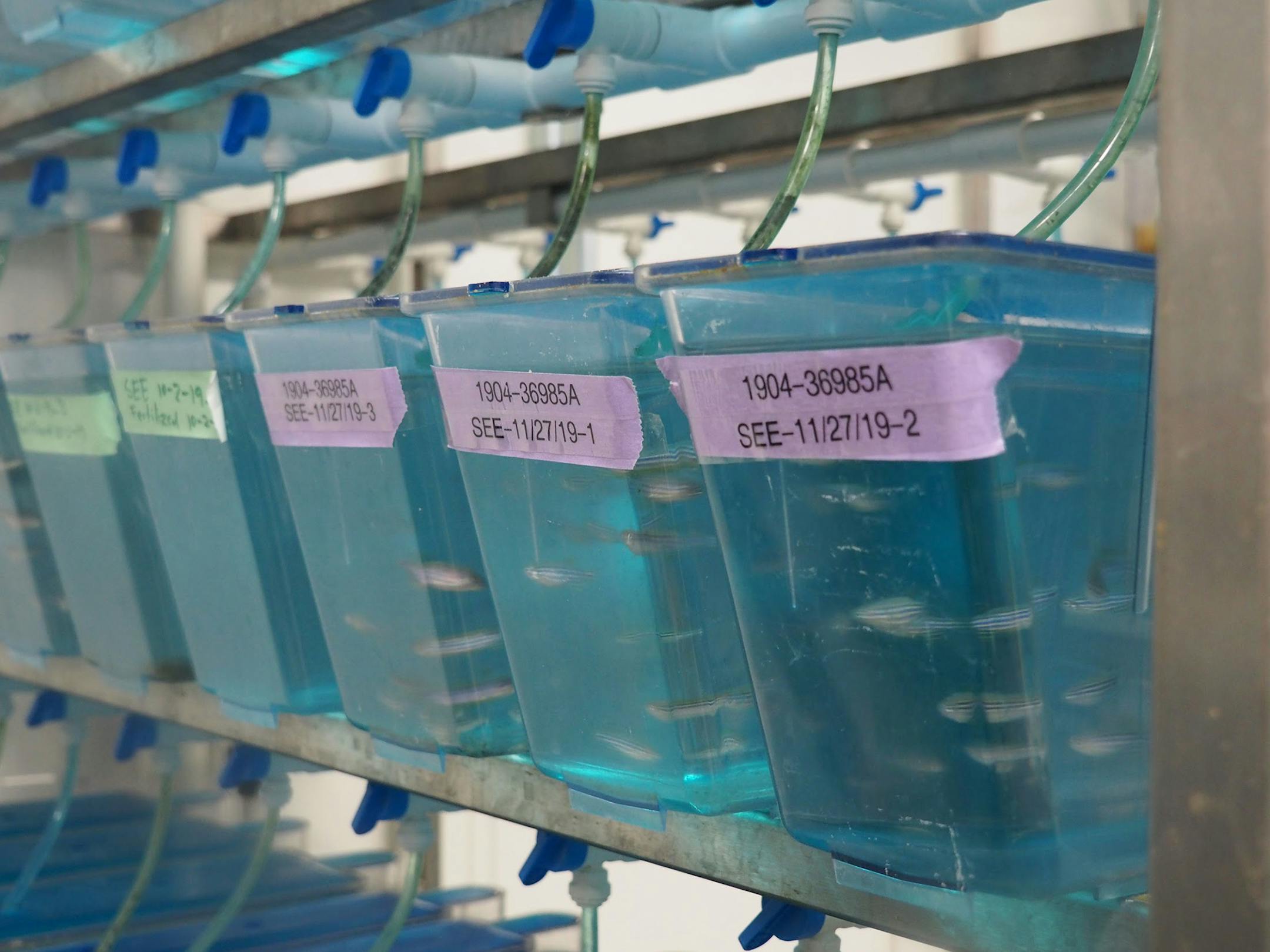 University of Minnesota researcher Sam Erickson works out of three on-campus laboratories in his quest to develop a genetically modified common carp with a feature that destroys eggs of females during the spawning season. He has already developed the modification in tiny zebrafish, shown here in acquariums at one of his labs.