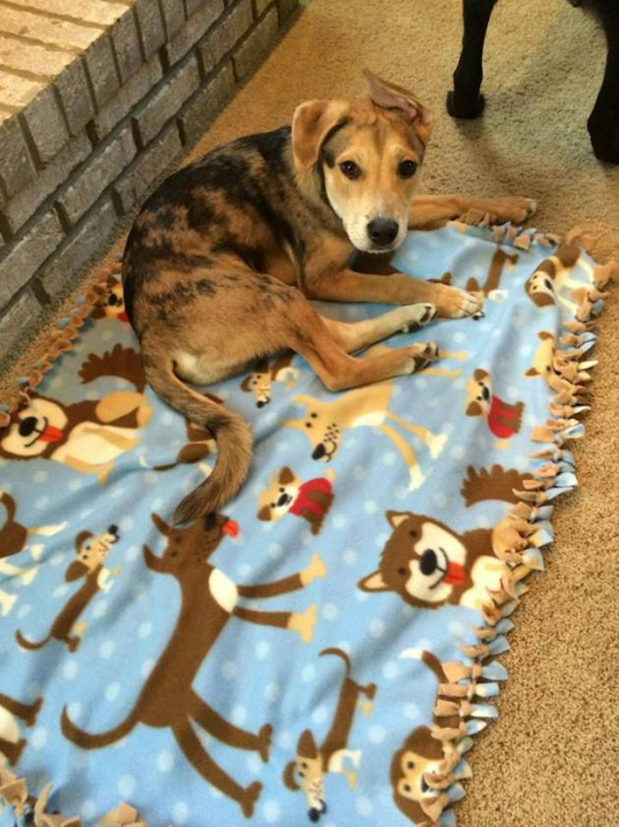 One puppy, named Scrappy, survived. Here is a picture of Scrappy posted about a month ago on the veterinary clinic's Facebook page.