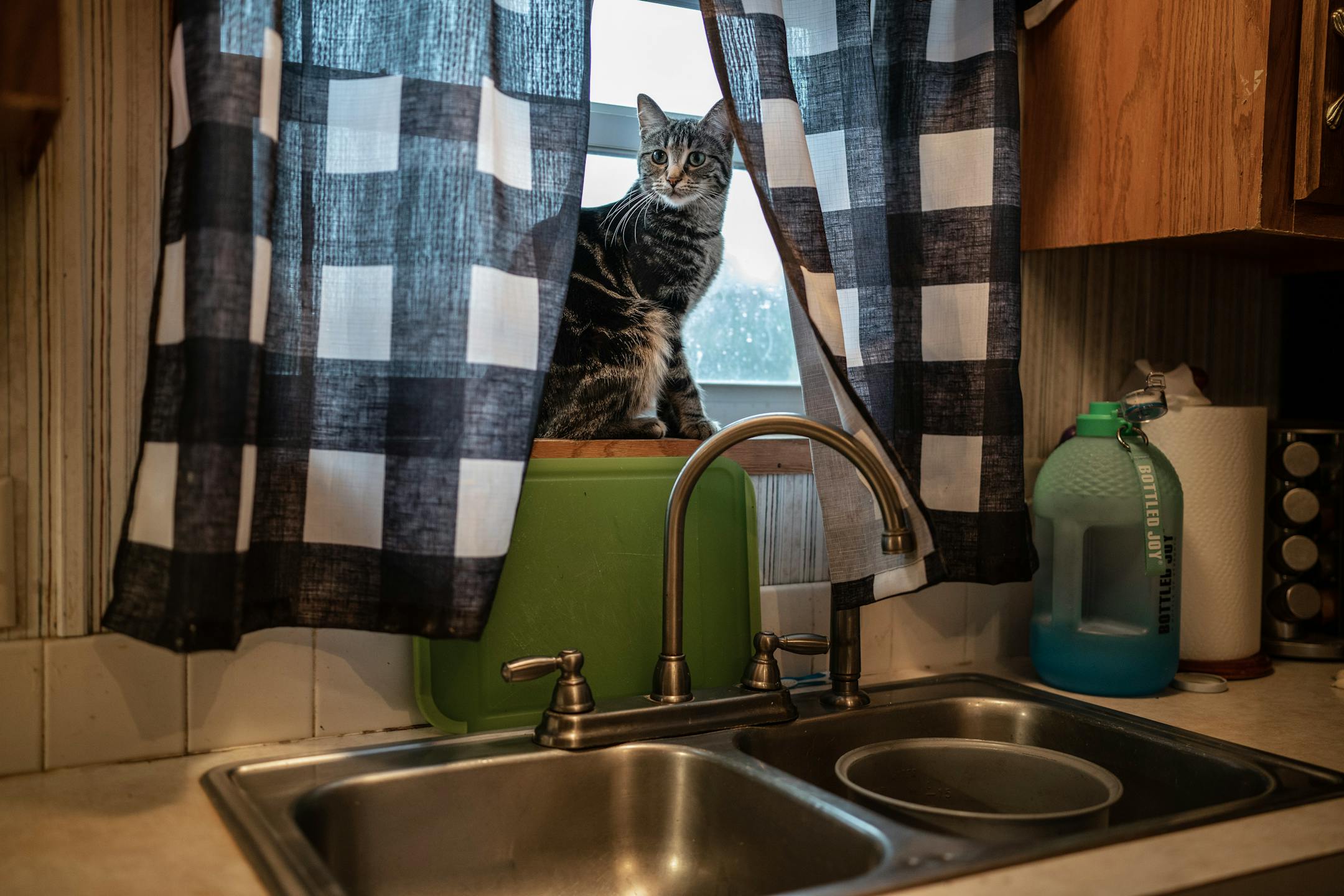Nala, the sat in the window over the kitchen sink, as her owner Jane Windsperger, separates okra seeds after the package of seeds  were damaged by mice over the winter.