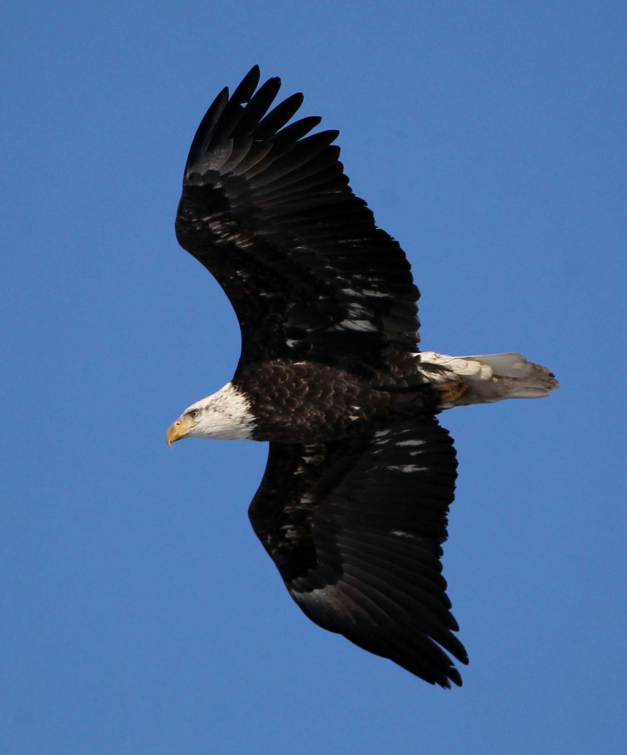 A muture bald eagle cruises the skies Wednesday, Jan. 7, 2015, on the Mississippi River in Red Wing, MN.](DAVID JOLES/STARTRIBUNE)djoles@startribune.com Bald eagles on Mississippi River