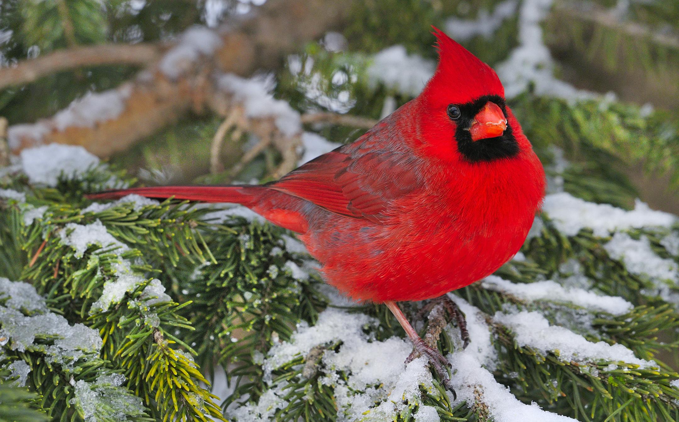Few birds represent the colors of the holidays more than the male northern cardinal.