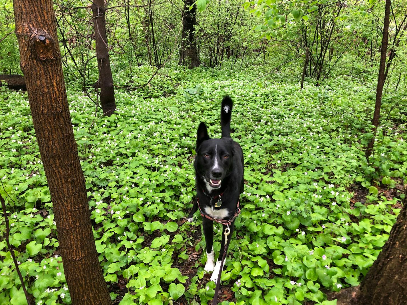 Daily anxiety medication helps Angus relax on walks and not spend all of his energy scanning the horizon for danger.