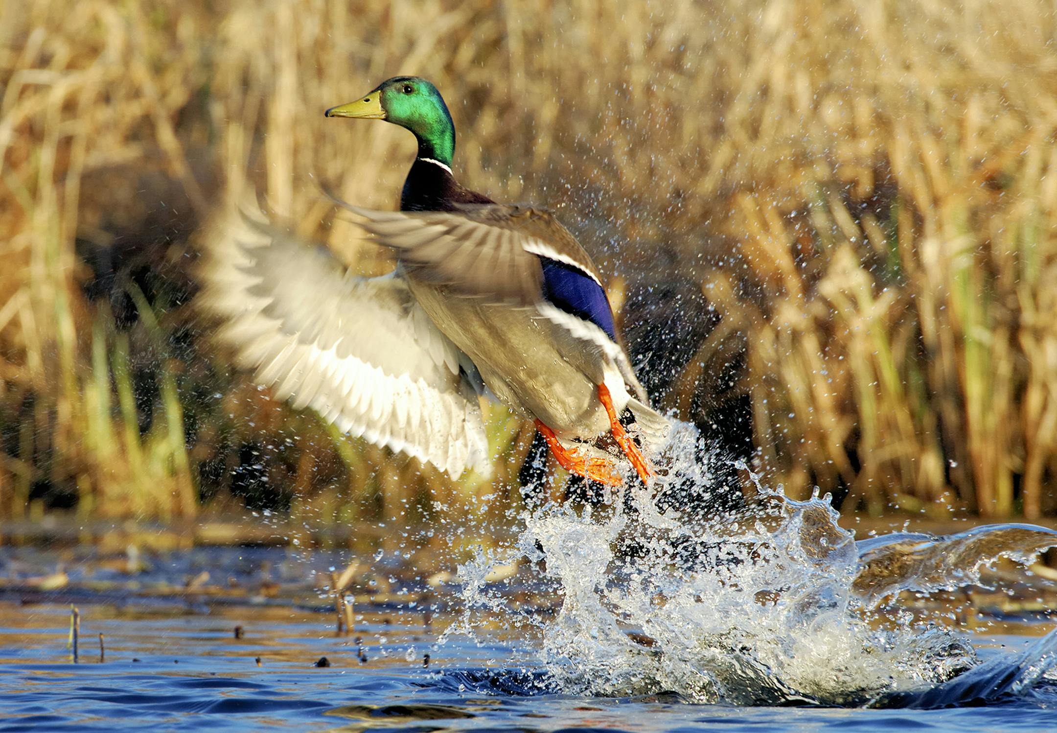 When do mallards pick up and leave Minnesota in the fall? And when they do leave, do they hopscotch their way down the state, or fly long distances to their next stop hundreds of miles away? Those are questions a DNR study hopes to answer.