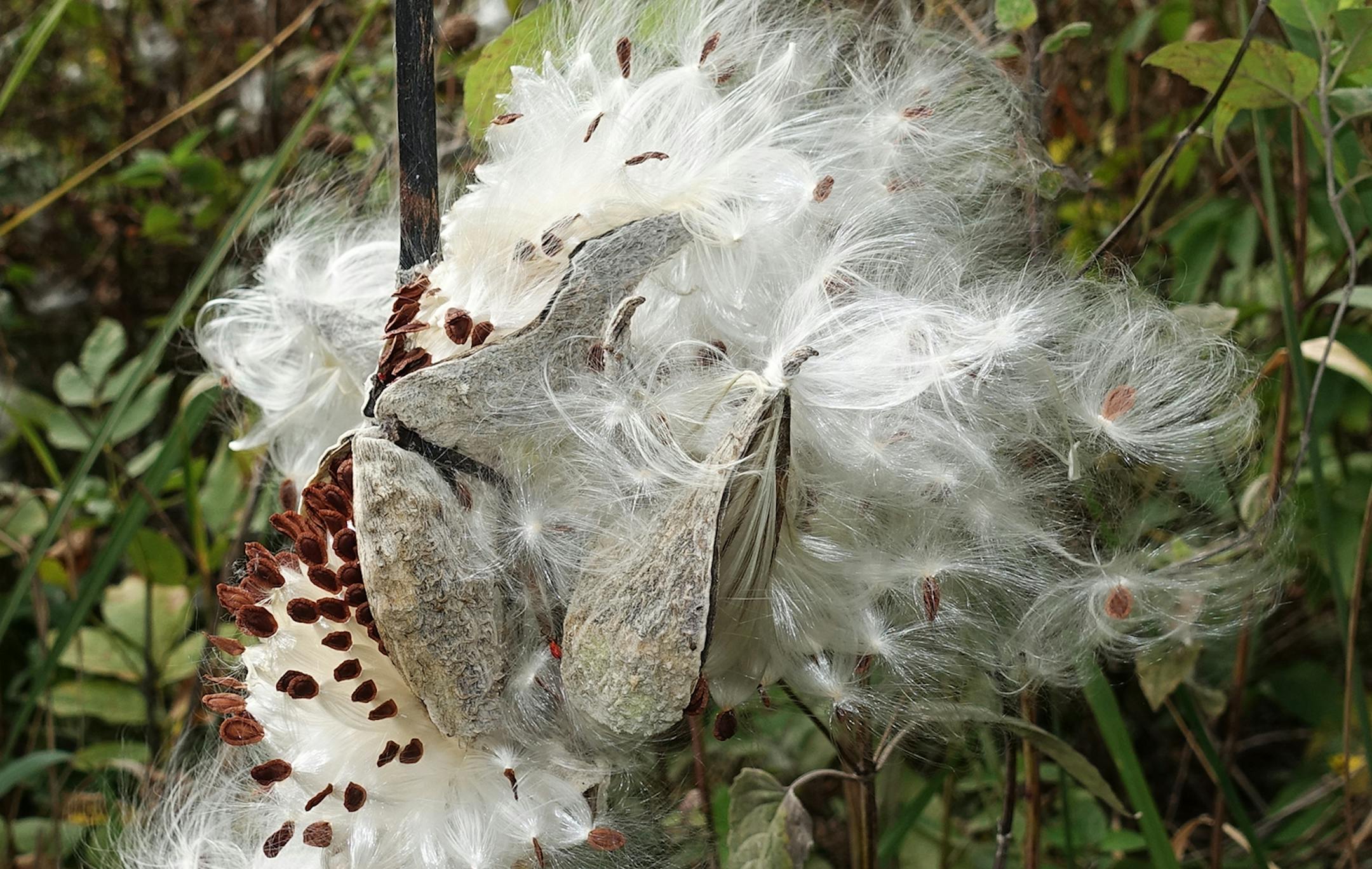 This picture was taken in at the Prairie Conservation Area in Burnsville. I love the drama in it. Dale Perry, Burnsville