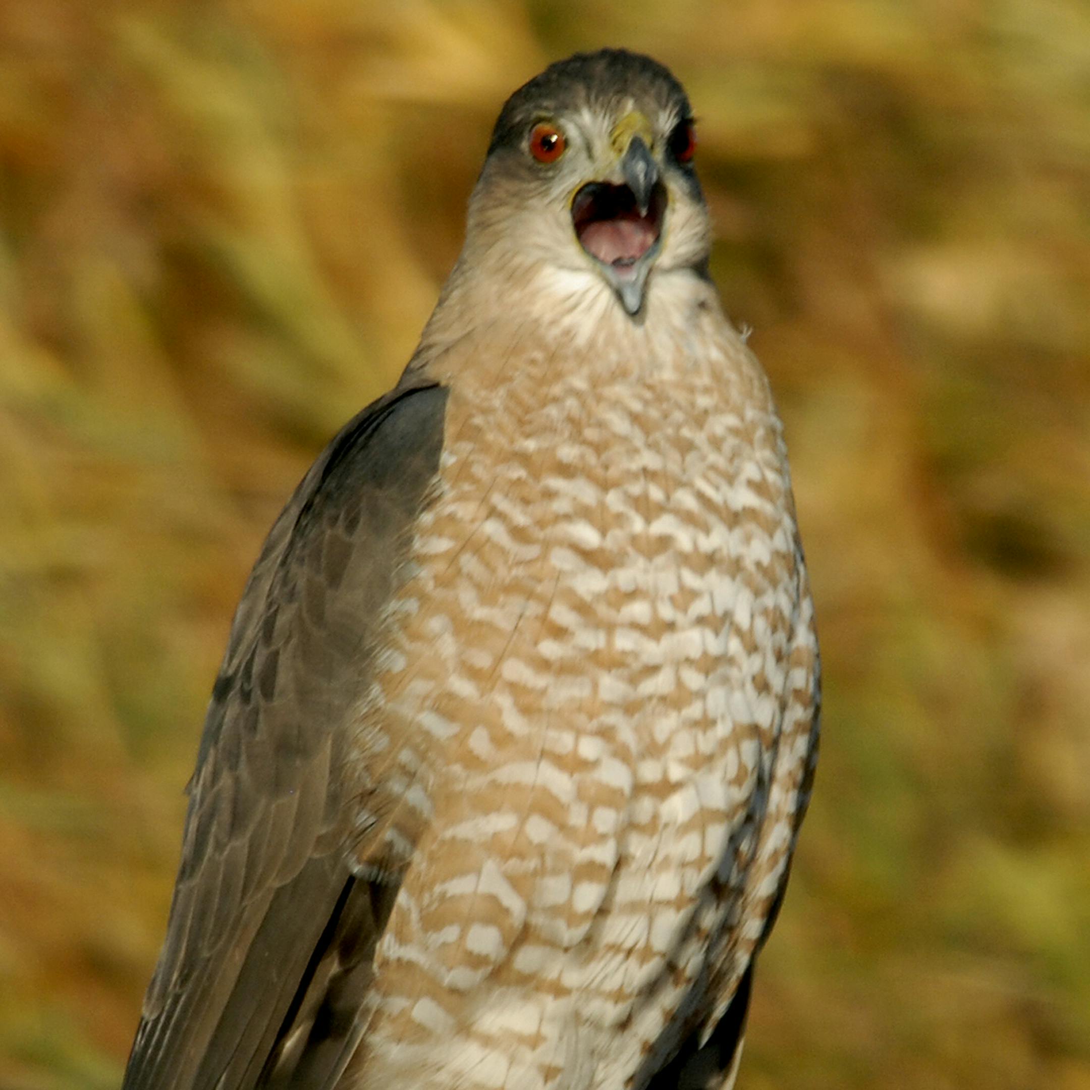 Cooper's hawk credit: Jim Williams Special to the Star Tribune