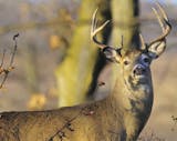 Whitetail deer