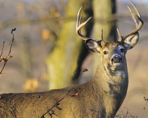 Whitetail deer