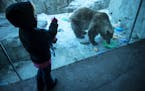 Allyson Eitens, 4, apprehensively approached the protective glass to get closer look at Sadie, one of the Minnesota Zoo's three 10-year-old grizzly be