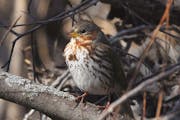 Fox sparrow feeding from protection of a brush pile. Jim Williams photo