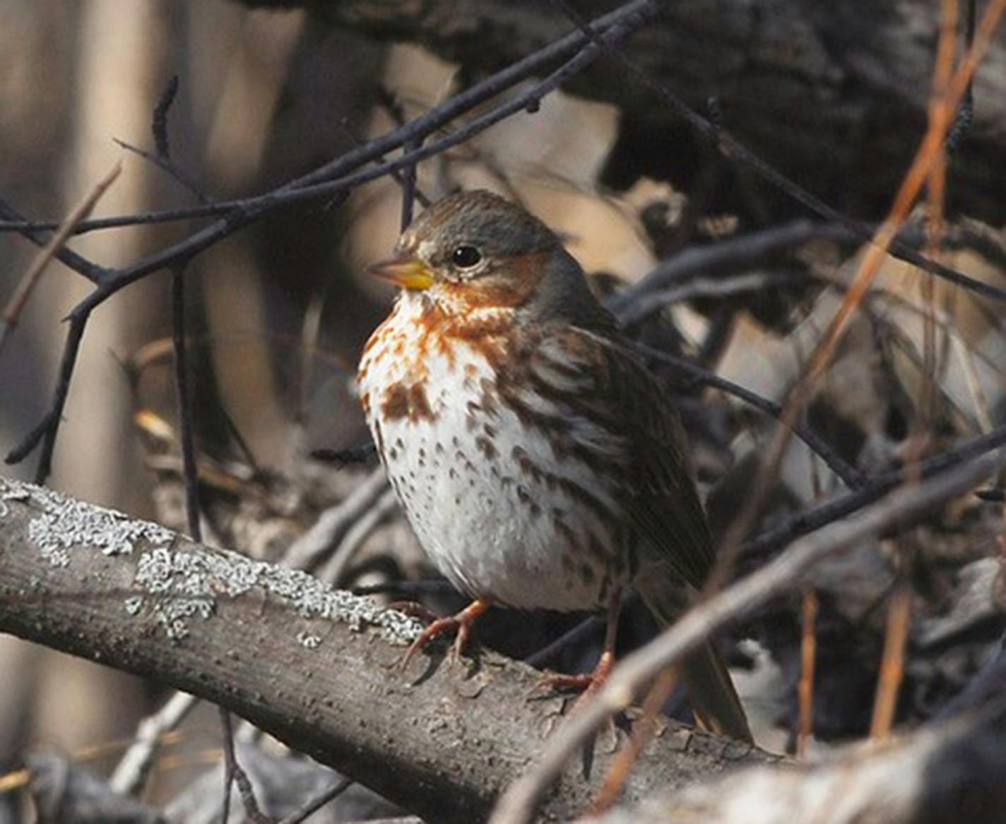 Fox sparrow feeding from protection of a brush pile. Jim Williams photo