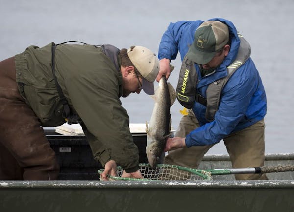 DNR fisheries biologists netted both male and female walleyes on Mille Lacs Lake in April to capture eggs and fertilize them for future restocking bac