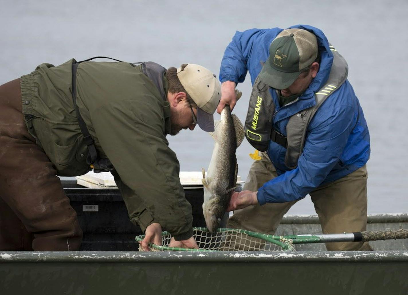 DNR fisheries biologists netted both male and female walleyes on Mille Lacs Lake in April to capture eggs and fertilize them for future restocking back into the lake. This is the first step in a research project that will provide information about the number of Mille Lacs Lake walleye hatched in the wild.