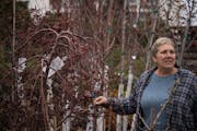 Teri Otterness points out a Japanese maple, a hearty Zone 5 plant, at Highland Nursery in St. Paul on Nov. 20, 2023.