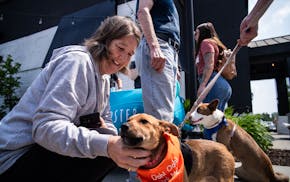 Amy Dixon gets to know Patina through Ruff Start Rescue, a foster-based animal rescue organization that hosted a dog adoption event at Steele & Hops i