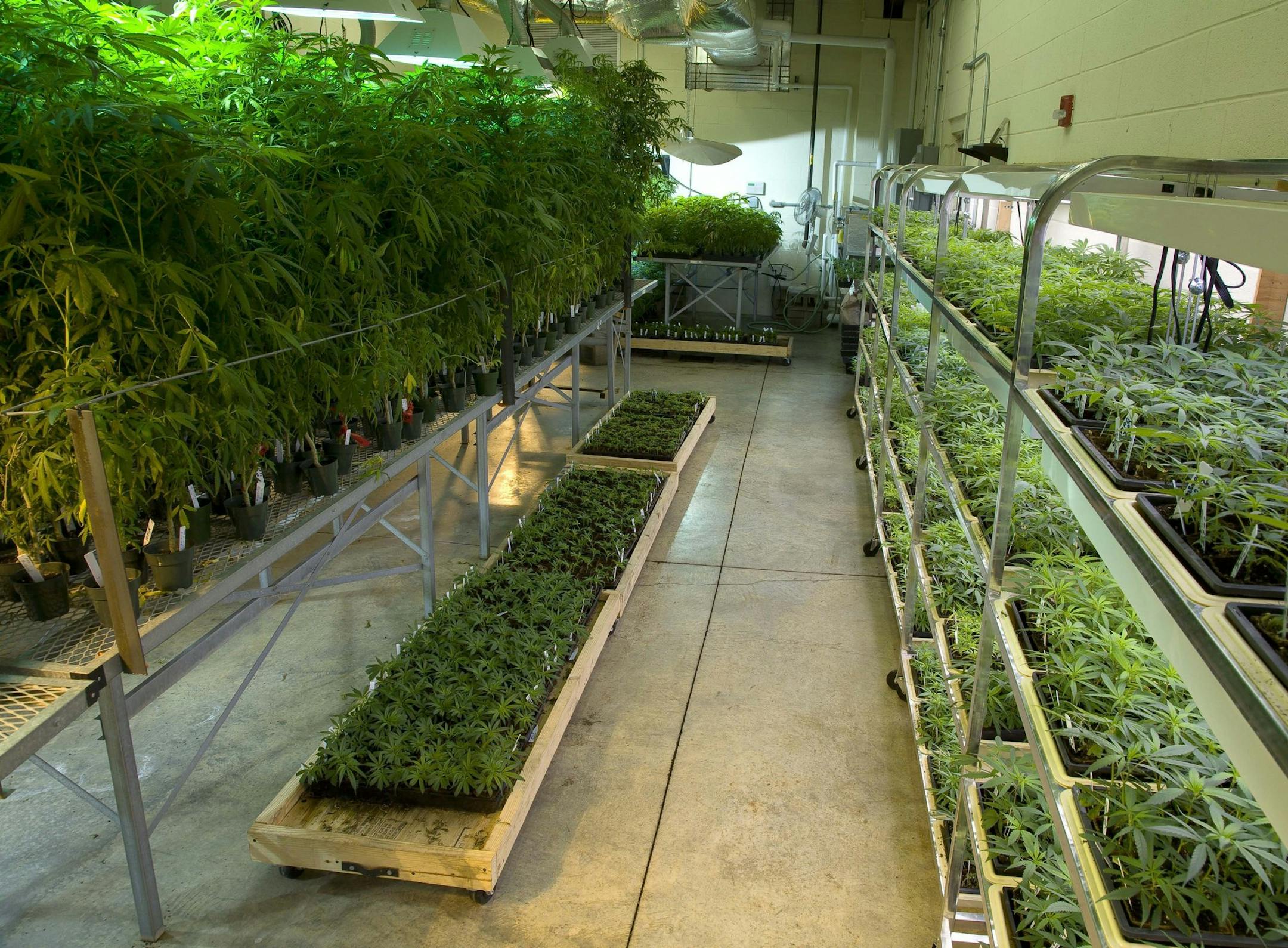 Marijuana plants grow inside the Coy W. Waller Laboratory Complex at the University of Mississippi in Oxford, which provides the nation's only truly legal supply of marijuana. Last year, the National Institute on Drug Abuse paid the university nearly $847,000 to produce and distribute the drug, which is used mainly for research. (Photo courtesy of the University of Mississippi School of Pharmacy/MCT)