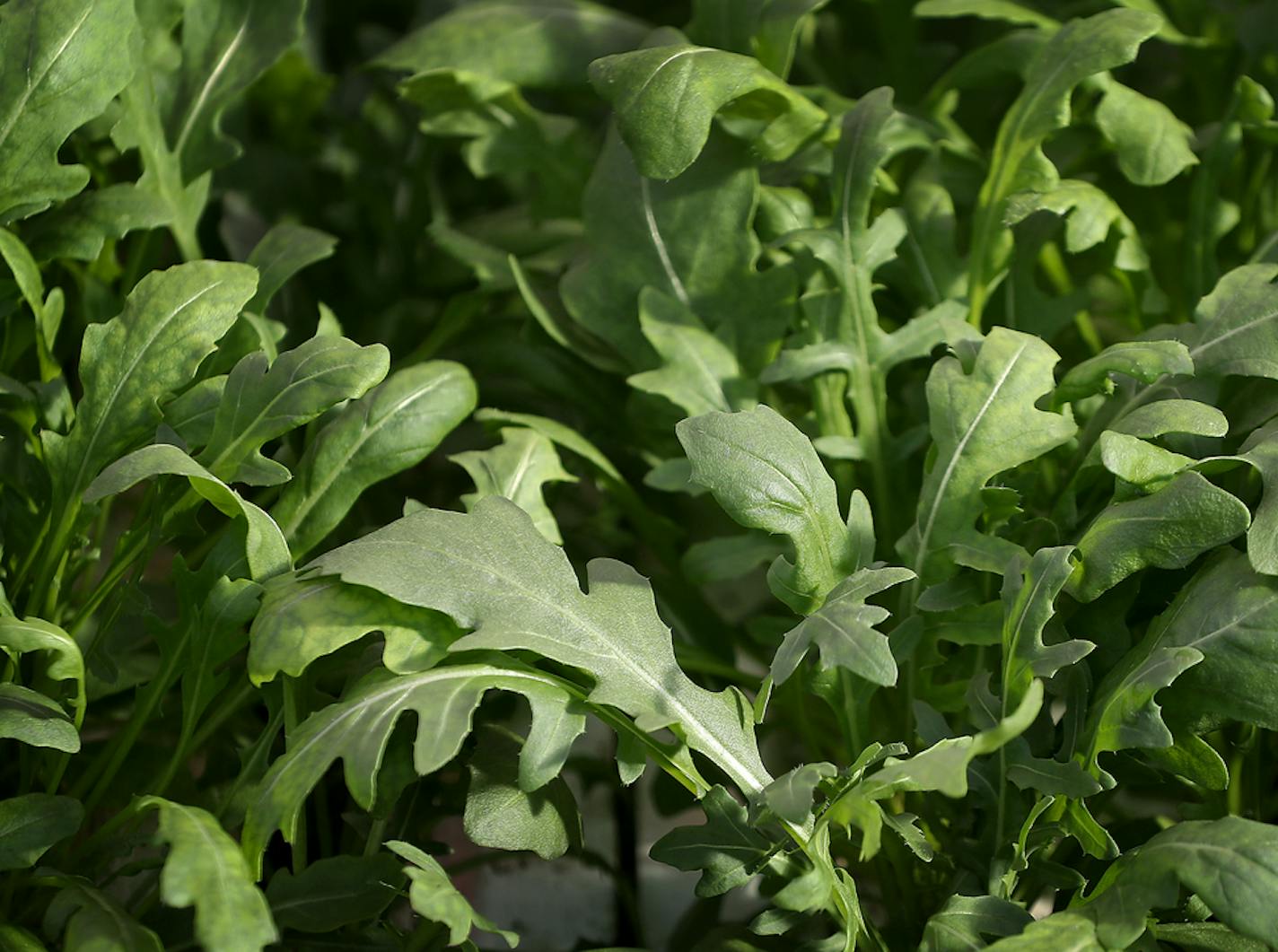 Revol Greens is a new competitor to the California greens market and is growing five varieties of lettuce in greenhouses only an hour's drive south of Minneapolis at a fraction of the transportation costs. Here, arugula growing inside the sprawling green house at Revol Greens Tuesday, Feb. 13, 2018, in Medford, MN.] DAVID JOLES • david.joles@startribune.com The lettuce in many Twin Cities groceries at this time of year typically originates in California, 2,000 miles and four to six days away by