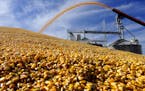 In this Wednesday, Sept. 23, 2015 photo, a central Illinois farmers deposit harvested corn outside a full grain elevator Virginia, Ill. Federal agricu