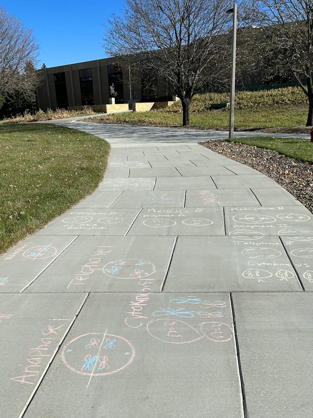 Biology students at Gustavus Adolphus College worked outside on an unusually warm day last week, leaving equations and formulas in chalk on a sidewalk.