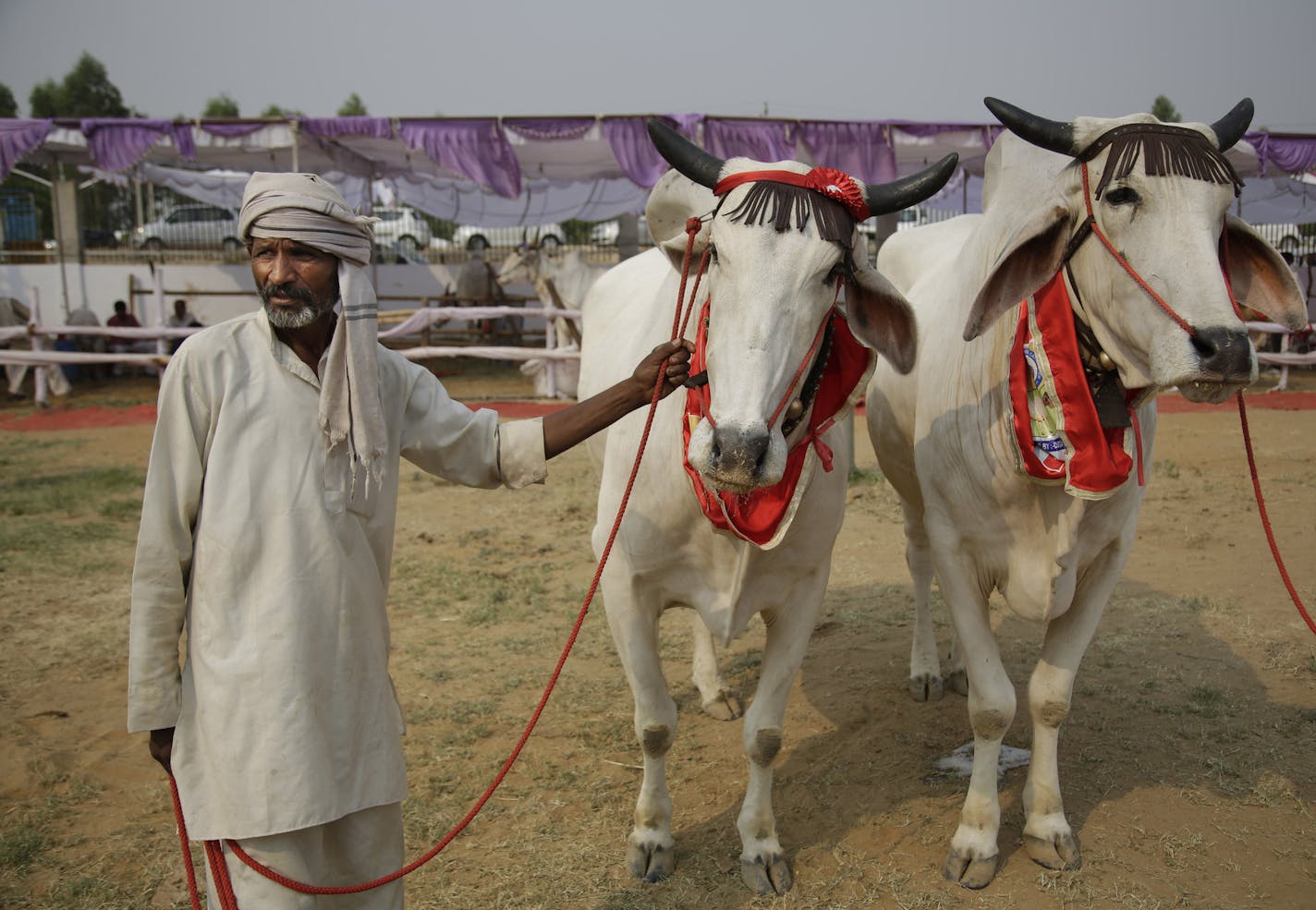 A bovine beauty pageant in Rohtak, India.ALTAF QADRI • Associated Press
A bovine beauty pageant in Rohtak, India.