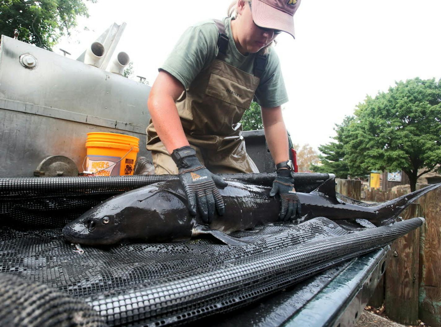 An estimated 50-inch lake sturgeon from 2016, with DNR volunteer Kayla Stampfle in Falcon Heights.