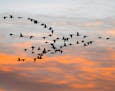 A flock of geese at sunset. Jim Williams photo