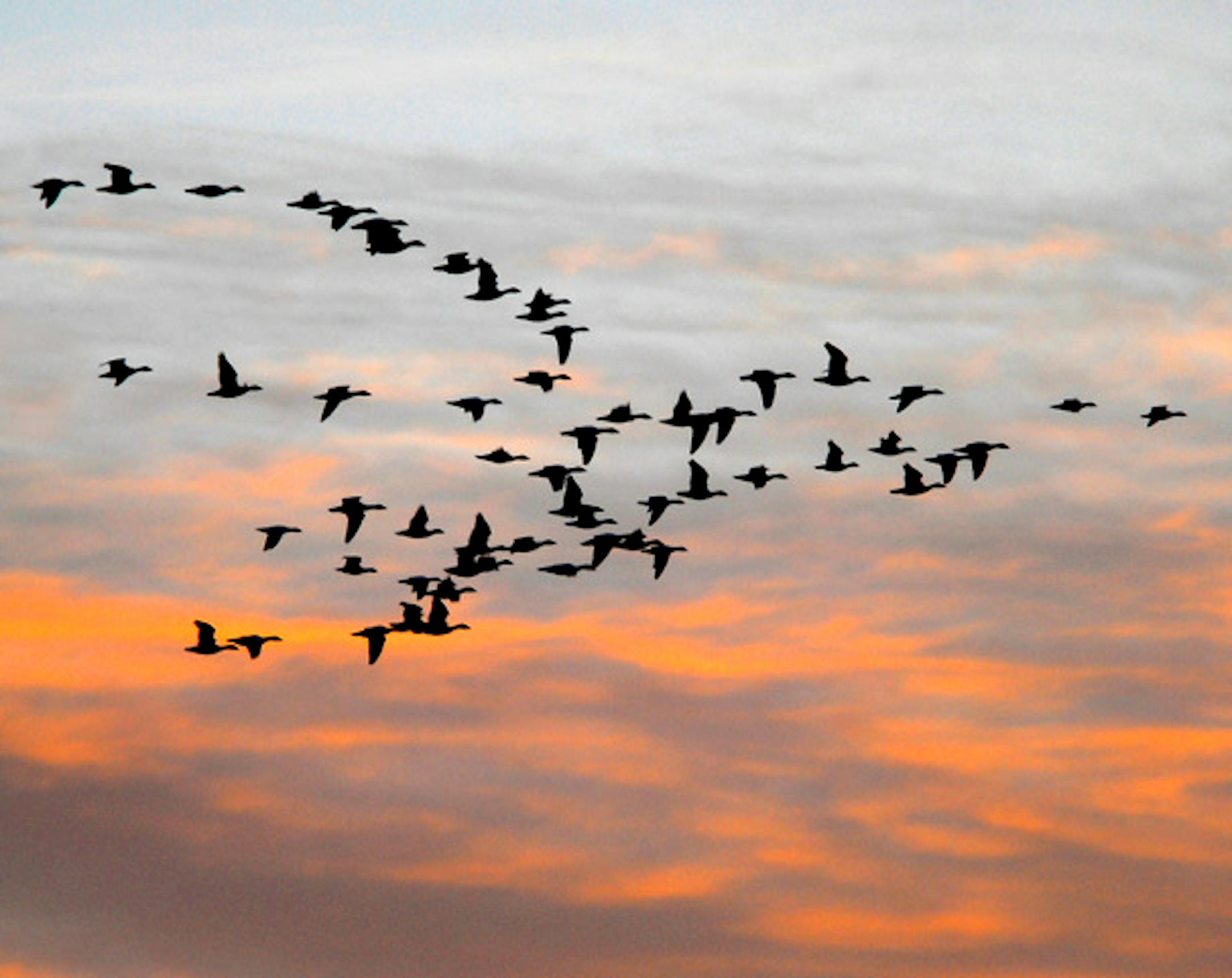 A flock of geese at sunset. Jim Williams photo