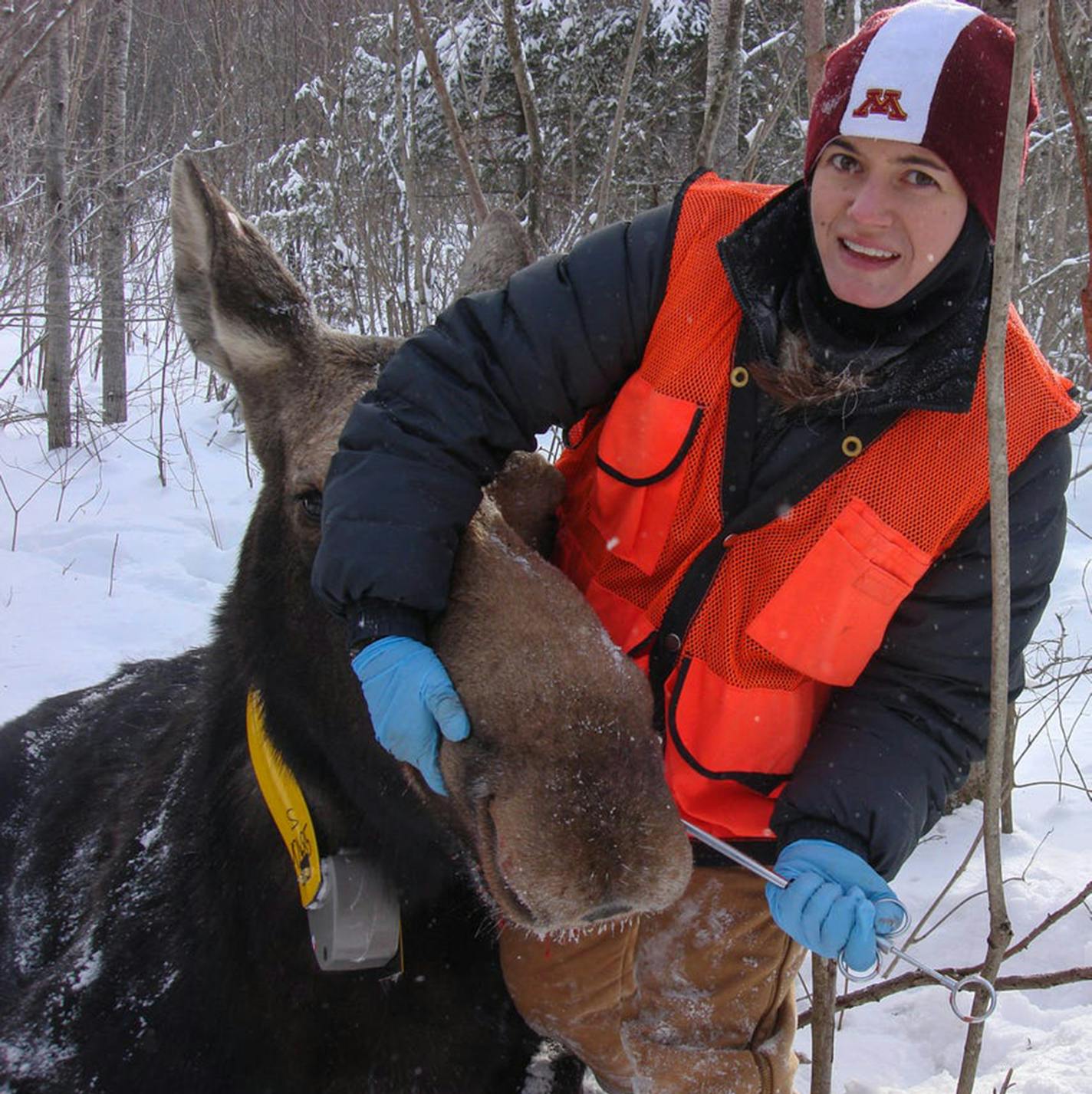 Dr. Larissa Minicucci, a professor at the University of Minnesota College of Veterinary Medicine, also served as a de facto wildlife veterinarian for the Department of Natural Resources, coaxed into action by her husband Lou Cornicelli, DNR wildlife research manager. Minicucci died in November of colon cancer,