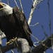A bald eagle sat on a branch near it's nest at the Minnesota Valley National Wildlife Refuge in Bloomington.