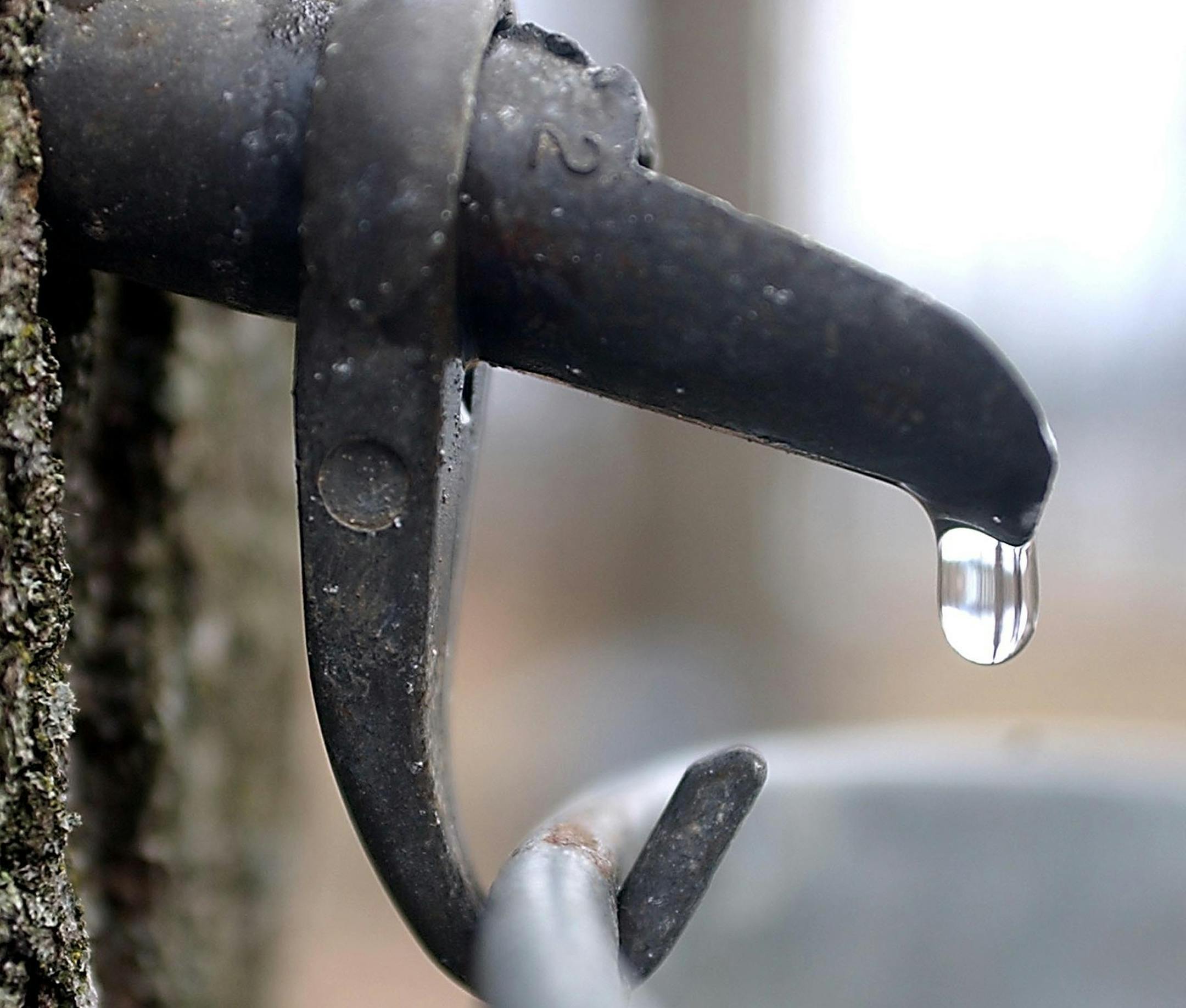 FILE - In this April 22, 2005 file photo, a drop of sap comes out a tap in a maple tree in East Montpelier, Vt. Tapping maples in January is proving to be a tricky business in 2014 because of extra cold temperatures. (AP Photo/Toby Talbot, File)