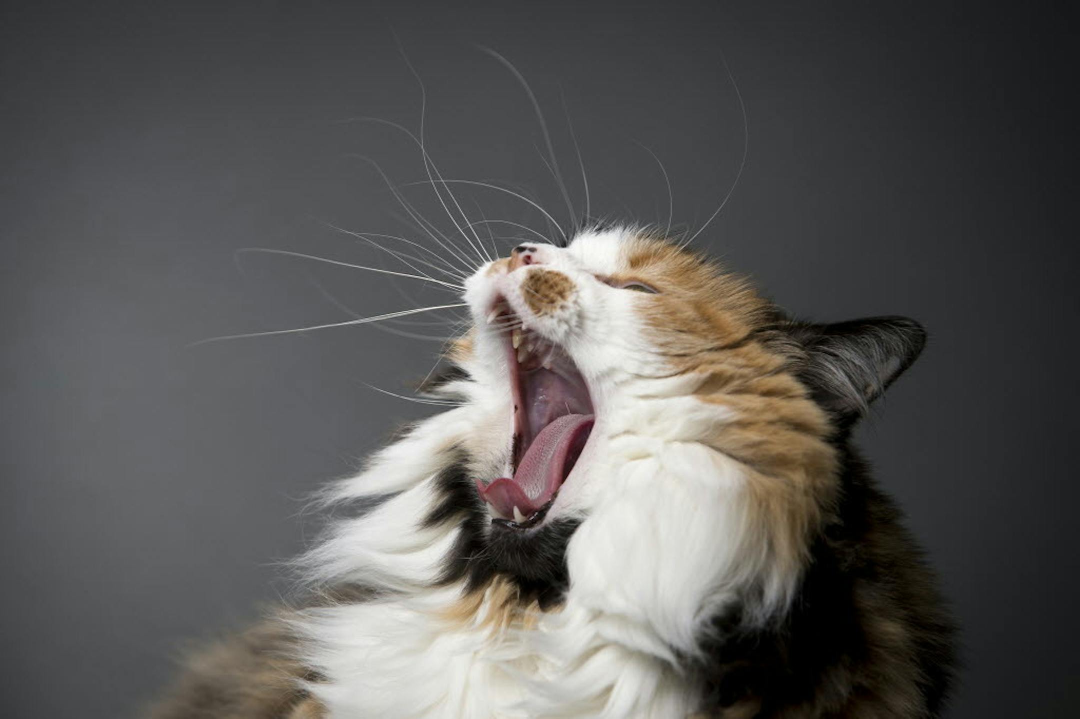 Cat-scratch disease can be more serious than previously thought, according to the Centers for Disease Control and Prevention.