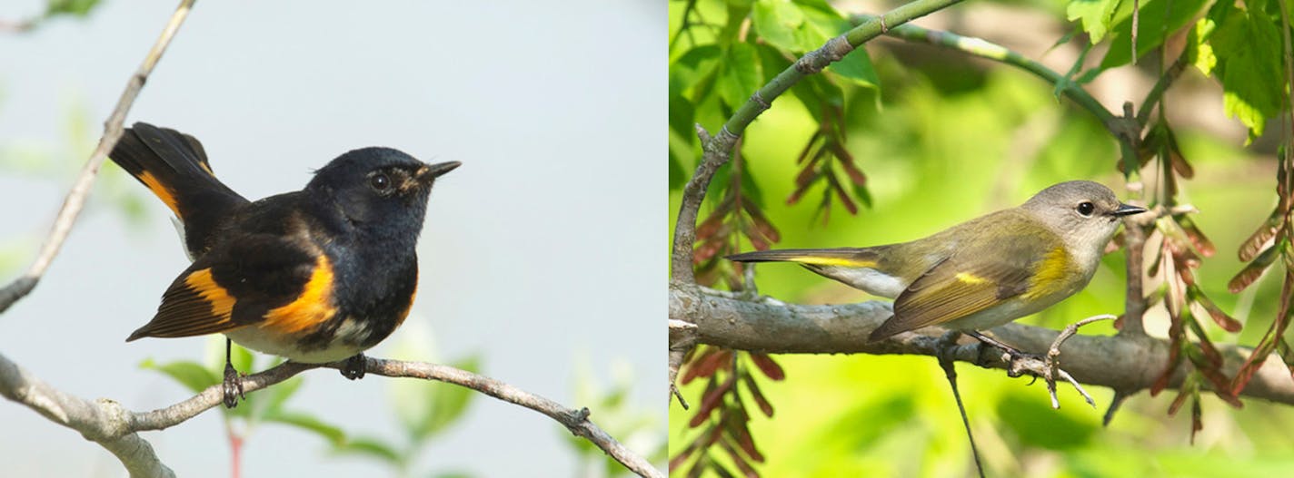 Male and female restarts. The male is mostly black with some gold markings. The female coloring is gray, olive green with some paler yellow markings.