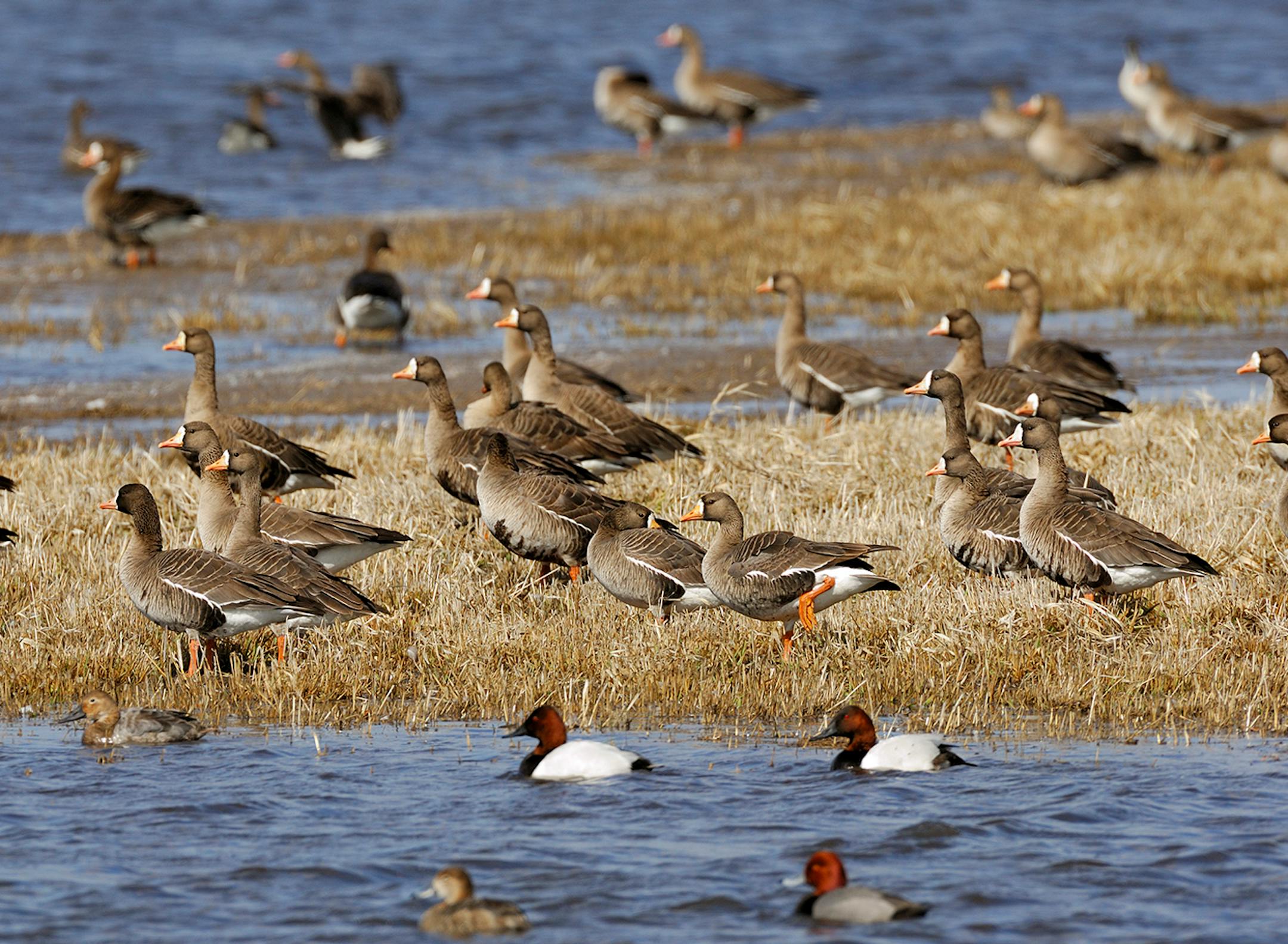 Greater white-fronted geese were once a rare sight in Minnesota. Now, especially during spring migration, large flocks of the birds can be spotted in western Minnesota.