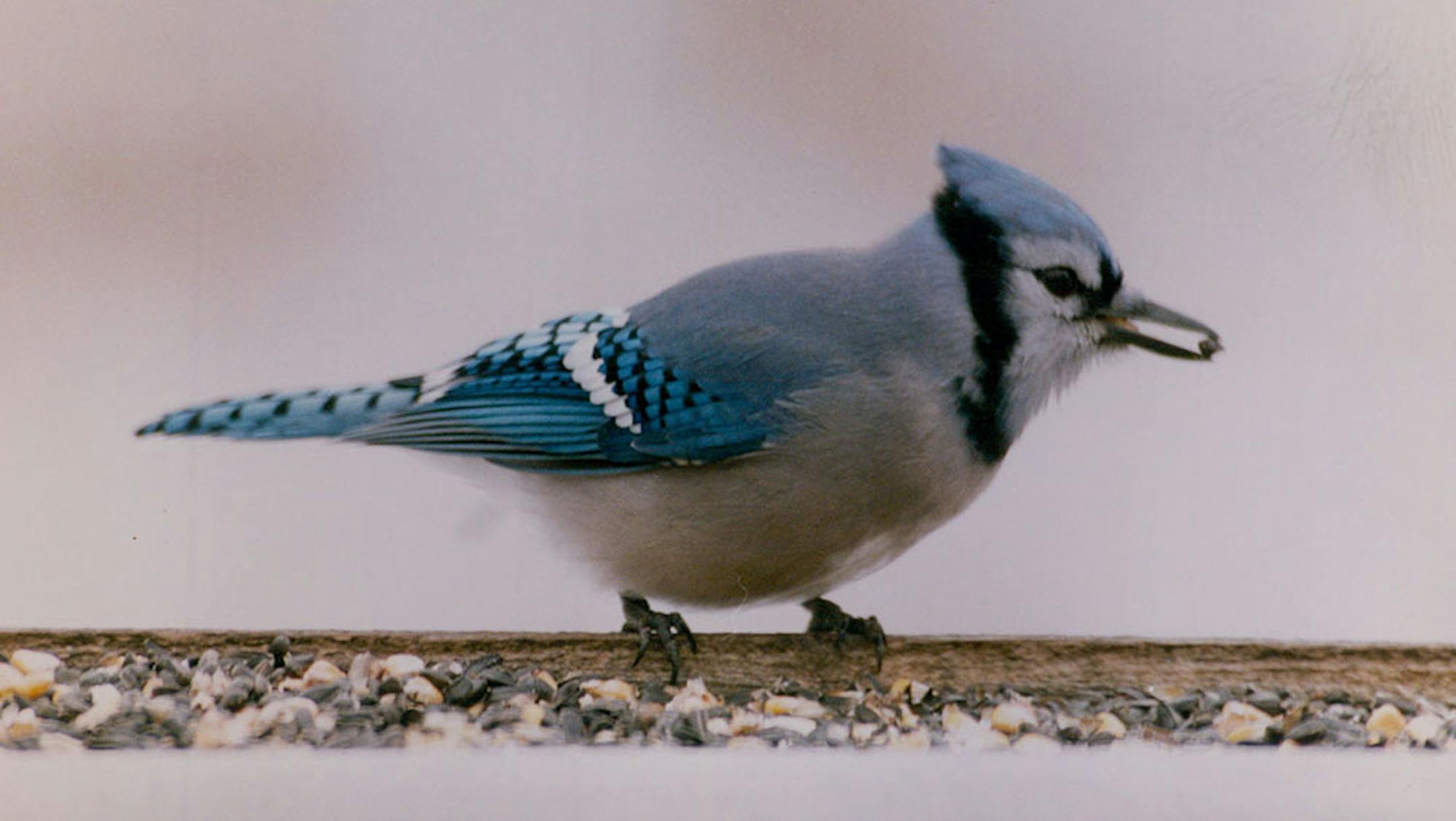 A common winter scene.