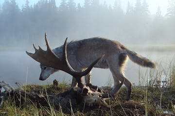 Isle Royale National Park in Michigan is an ideal outdoor laboratory to study wolves and moose. (Photo courtesy Rolf Peterson/Minneapolis Star Tribune