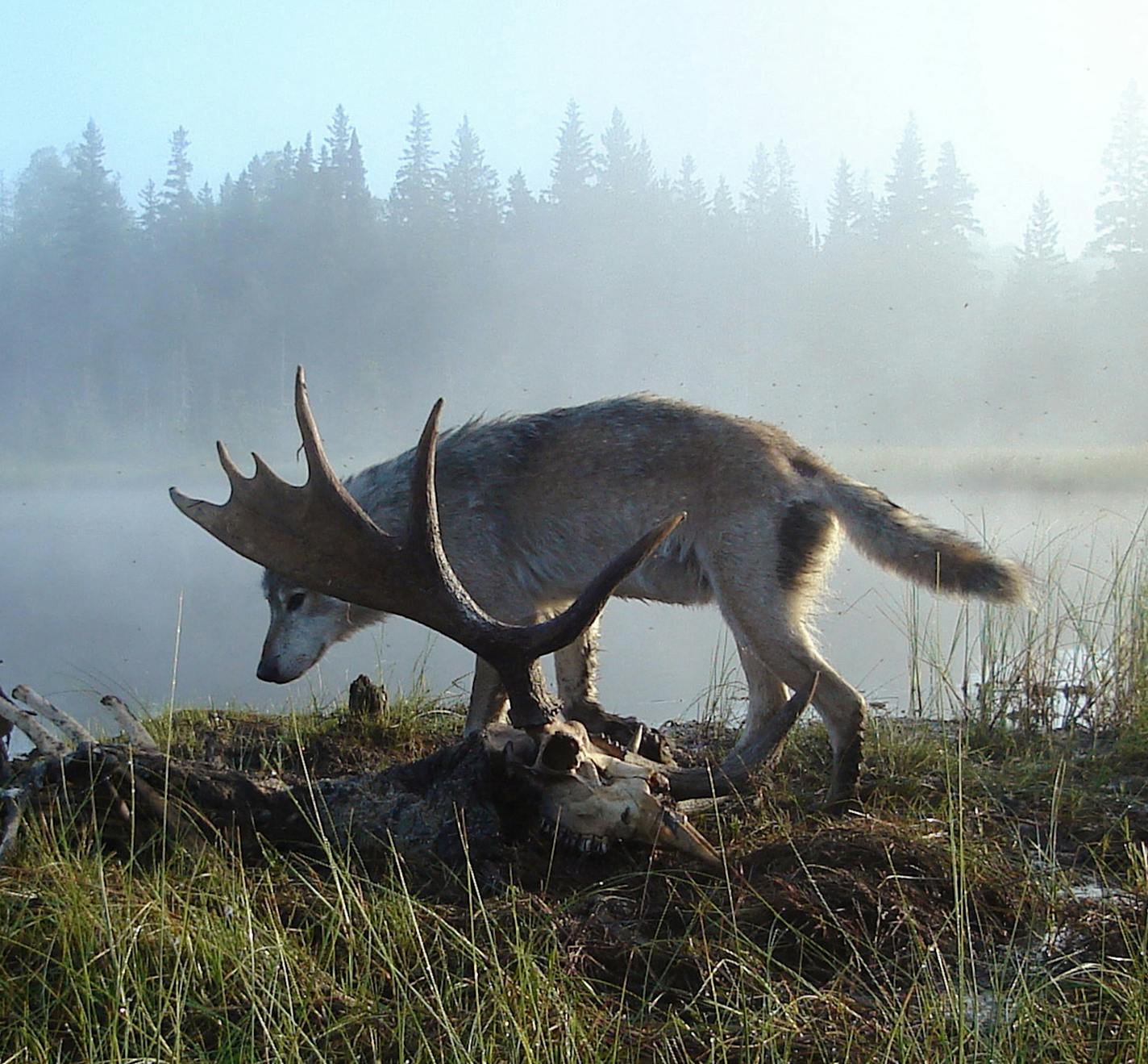 Isle Royale National Park in Michigan is an ideal outdoor laboratory to study wolves and moose. (Photo courtesy Rolf Peterson/Minneapolis Star Tribune/TNS) ORG XMIT: 1226200