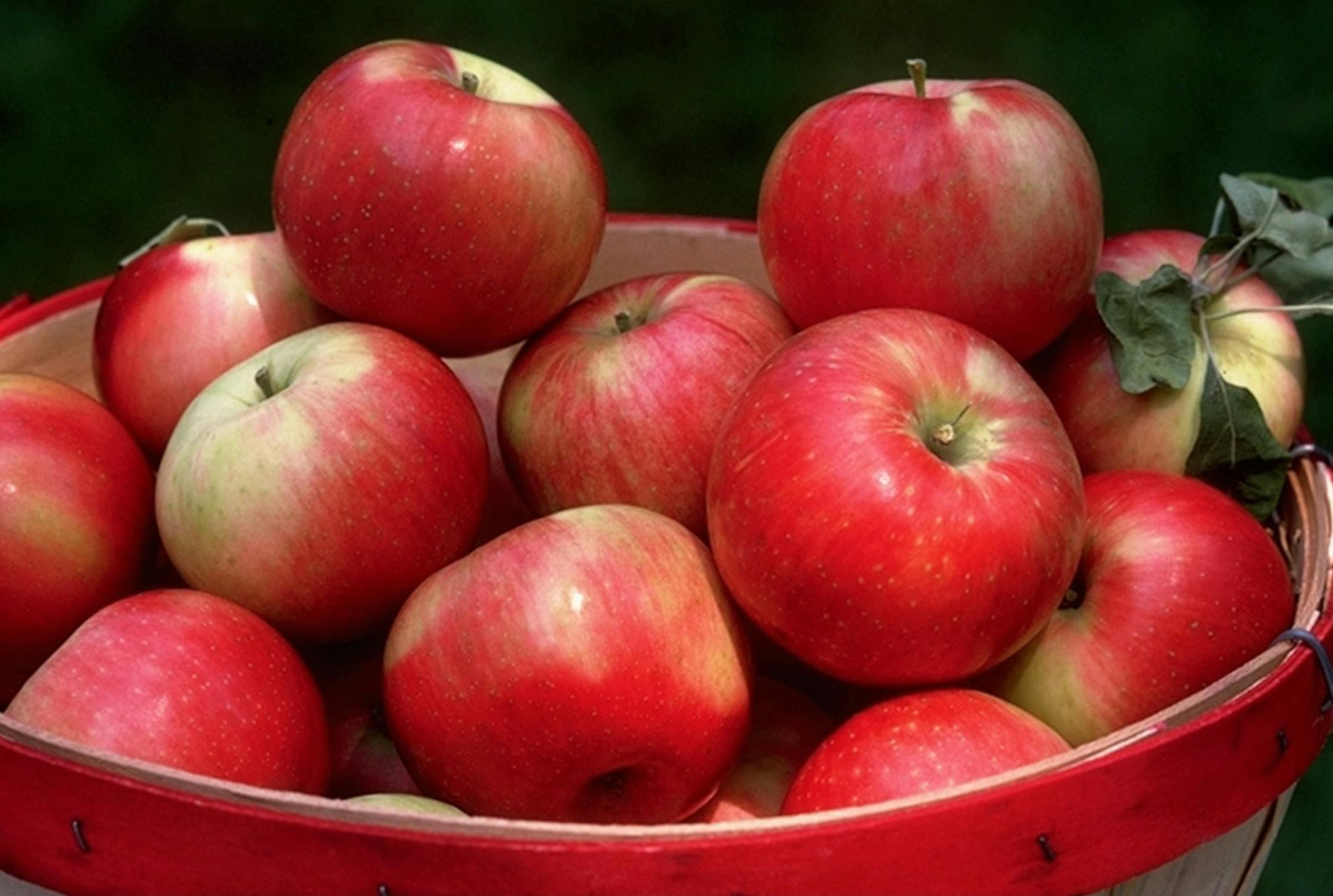 Zestar apples. The Minnesota Landscape Arboretum's AppleHouse is now open for business, offering a variety of freshly picked fruit, including many University of Minnesota introductions. Hours are 10 a.m. to 6 pm. daily through Oct. 31 (until 4 p.m. in early Nov.).