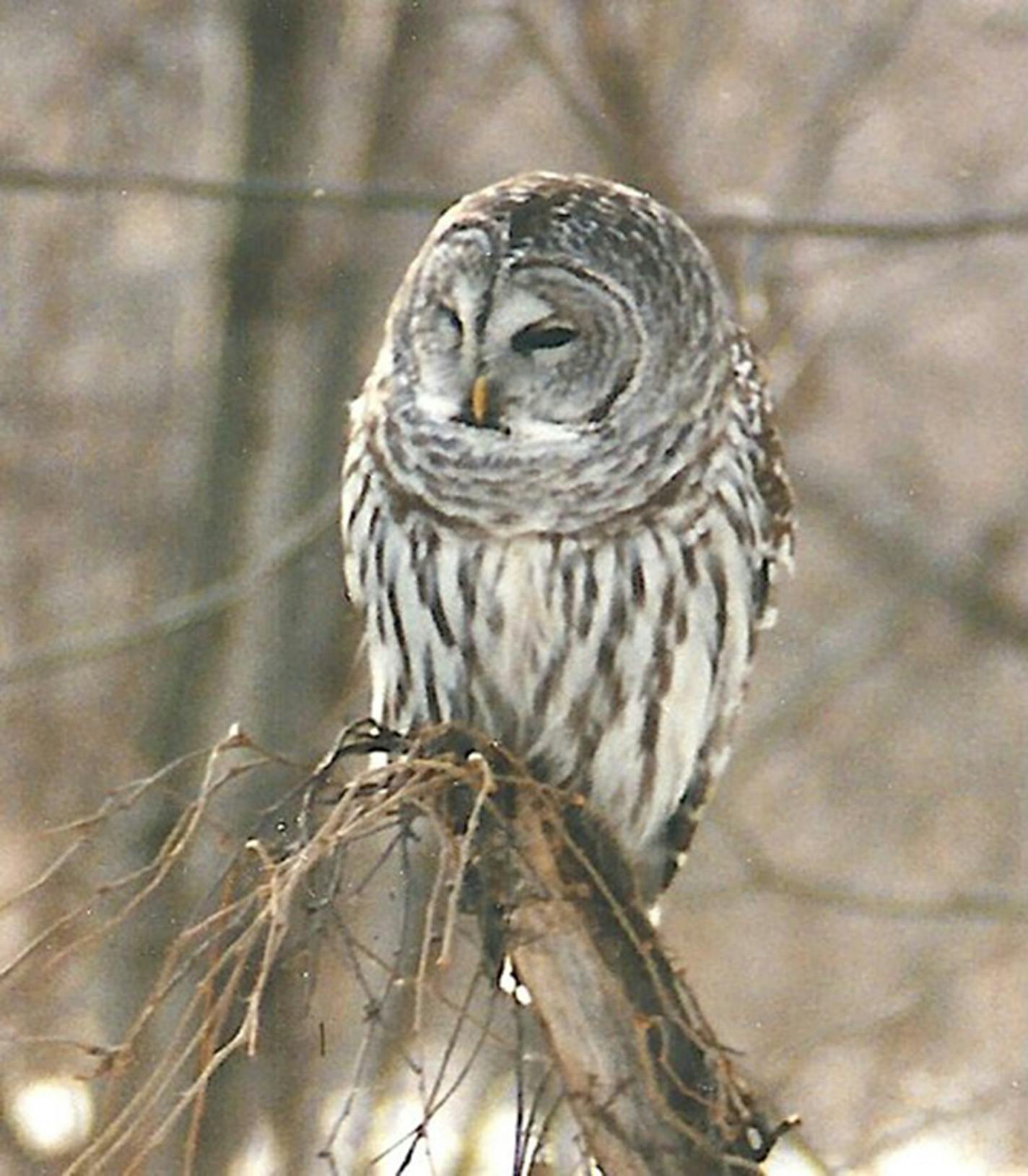 A barred owl perches on the end of a broken off tree stump.