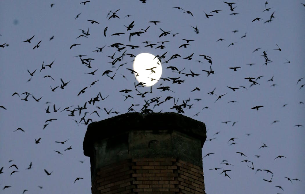 Vaux's swifts flock to roost for the night inside a large, brick chimney. As a bird named after a person, the species is due for renaming.