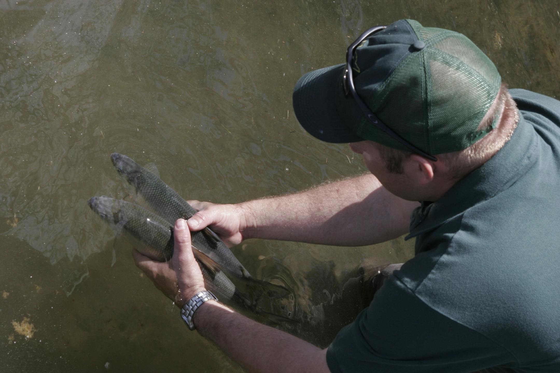 Researcher Andy Carlson tried unsuccessfully to revive two ciscoes after implantation.
