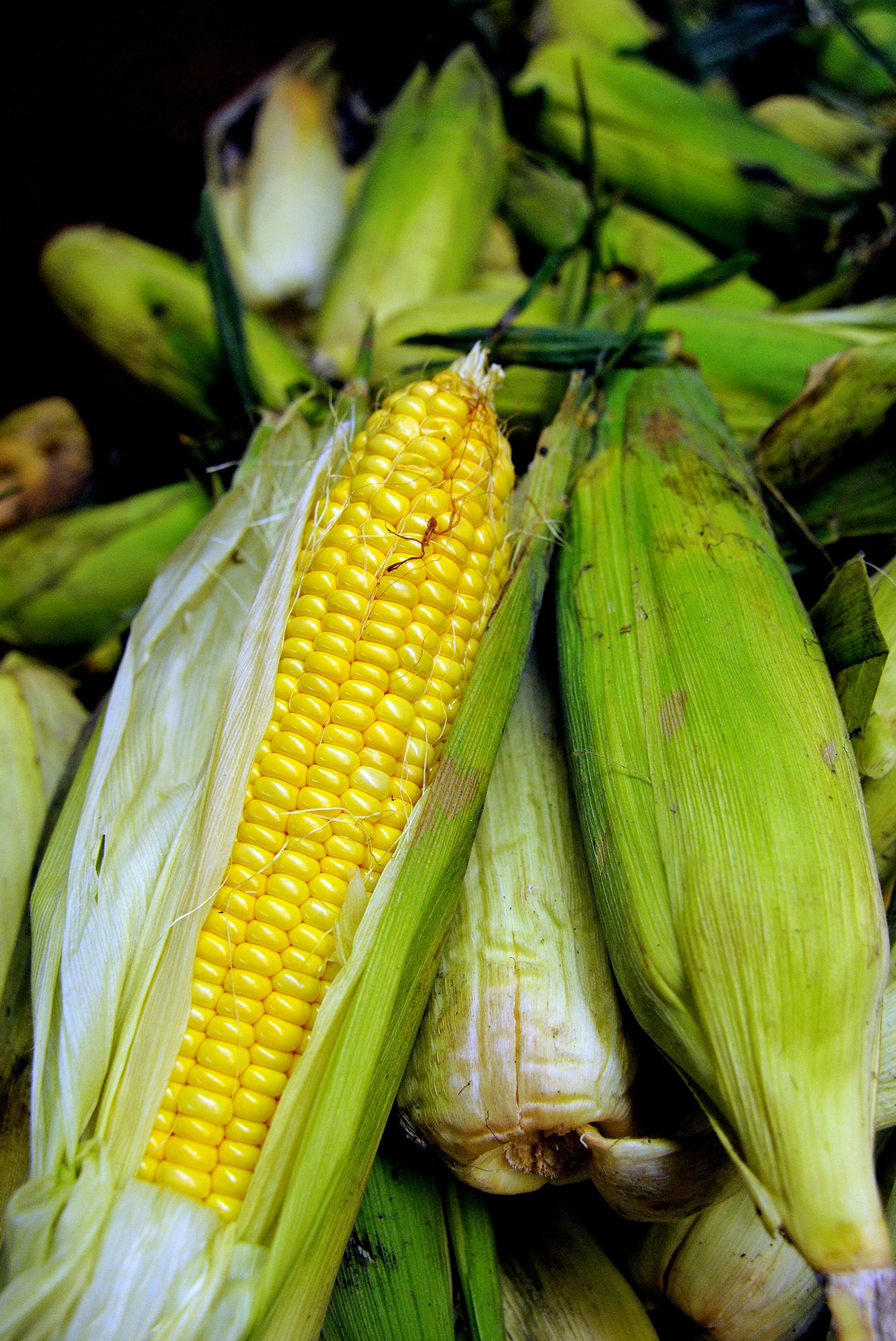 There is a concerted effort between anti-hunger/food relief groups and several food companies to salvage a bunch of sweet corn that would otherwise be tossed out. Minnesota is the nation's top sweet corn producer and apparently this year due to growing season issues, there was too much corn for a key cannery company to handle. So, that corn, with the help of Seneca Foods, Cargill, Supervalu and General Mills, is making its way to food banks to be distributed.] Richard.Sennott@startribune.com Ric