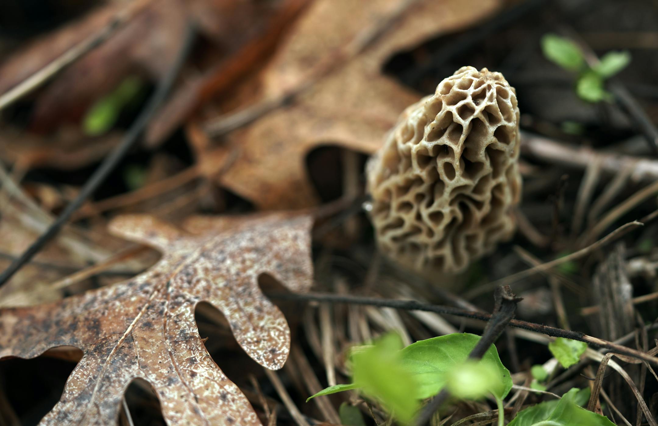 If you're uncomfortable these days going into a grocery store, maybe you learn a few things from Tim Clemens. Clemens is naturally socially distant when he gets his groceries because he's a forager. He goes out into the woods year round to collect edible mushroom, roots, leaves, nuts, sap, berries, even bugs. Here, a beautiful Morel mushrooms emerges from the forest floor.)