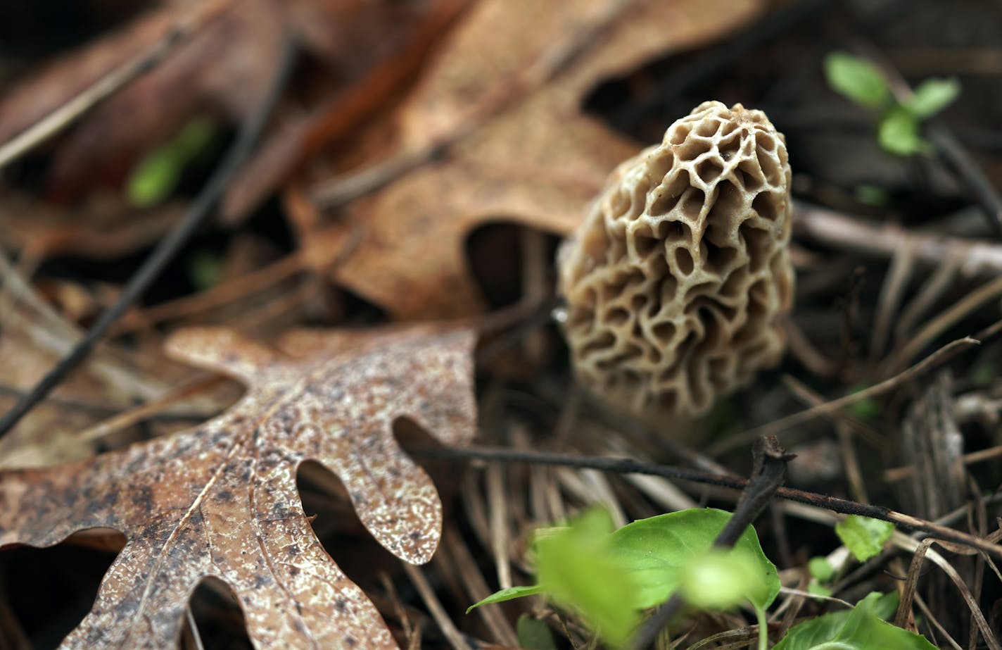 If you're uncomfortable these days going into a grocery store, maybe you learn a few things from Tim Clemens. Clemens is naturally socially distant when he gets his groceries because he's a forager. He goes out into the woods year round to collect edible mushroom, roots, leaves, nuts, sap, berries, even bugs. Here, a beautiful Morel mushrooms emerges from the forest floor.)