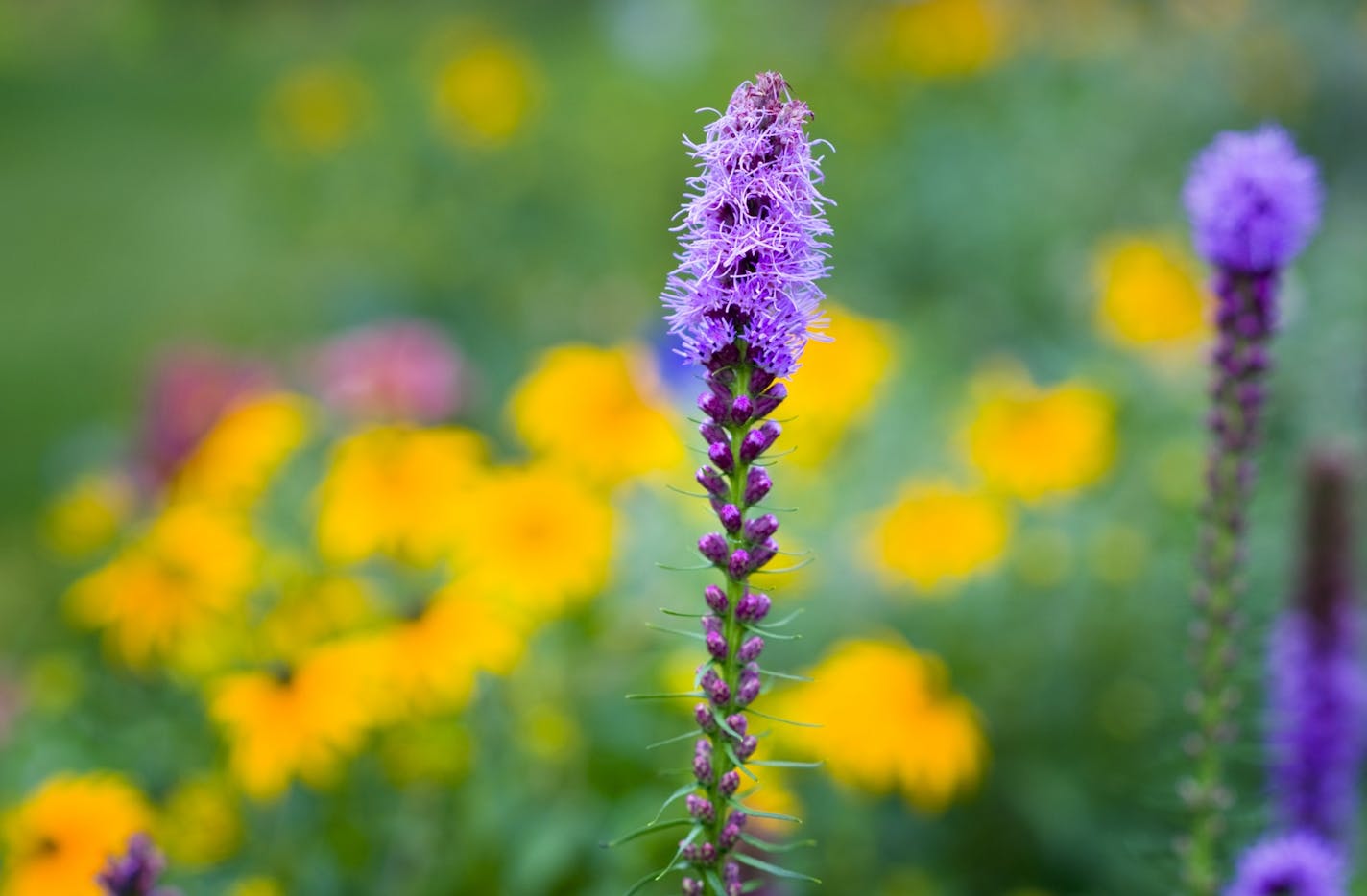 Chris looks for plants that attract butterflies and bees, such as liatris.