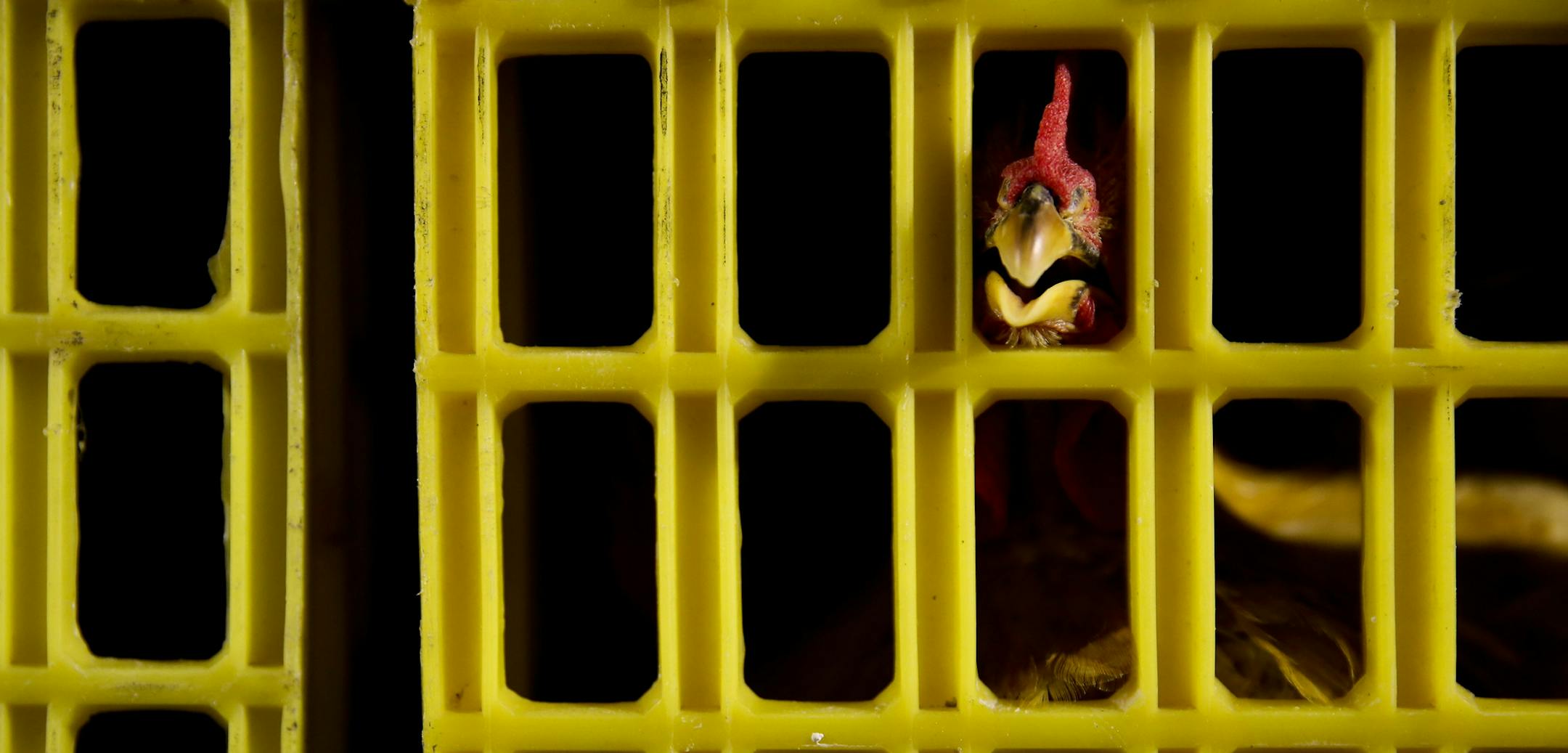 A chicken is inside a cage at a slaughterhouse, approved by the municipal government to process poultry, after live poultry trading was banned following the H7N9 bird flu outbreak, in Pudong, Shanghai Friday, April 12, 2013. After a new and lethal strain of bird flu emerged in Shanghai two weeks ago, the government of China's bustling financial capital responded with live updates on a Twitter-like microblog. It's a starkly different approach than a decade ago, when Chinese officials silenced rep