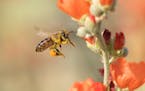 The honeybee's existence is at risk due to neonicotinoids, the author writes.